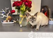 心愛(ài)的小貓（許斯雅 李軍儒）