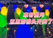 寒冬臘月，這里的街頭開滿了花