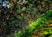 【今日朝陽網(wǎng)】鄉(xiāng)茶之思（衛(wèi)應(yīng)臺 衛(wèi)義平）