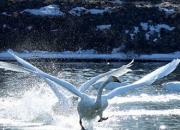 來紅村，看天鵝吧——游朝陽北票紅村天鵝灣（石玉梅）
