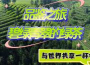 【品鑒之旅】碧綠青翠的綠茶