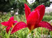 寫給遠(yuǎn)方朋友的信（孔盛楠 周德姝）