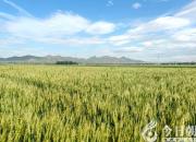 朝陽新媒體人：在雄壯的迎春序曲中開啟充滿光榮和夢(mèng)想的新征程！（十二）