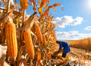 拾穗（韓輝升）