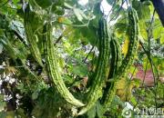 苦瓜（韓輝升）