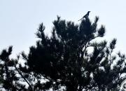 高興的喜鵲（韓輝升）