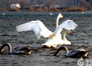 天鵝回來了（韓輝升）