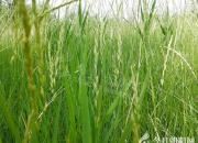 寸草鍘三刀（韓輝升）