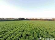 拔起秧子（韓輝升）