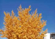 霜降（韓輝升）